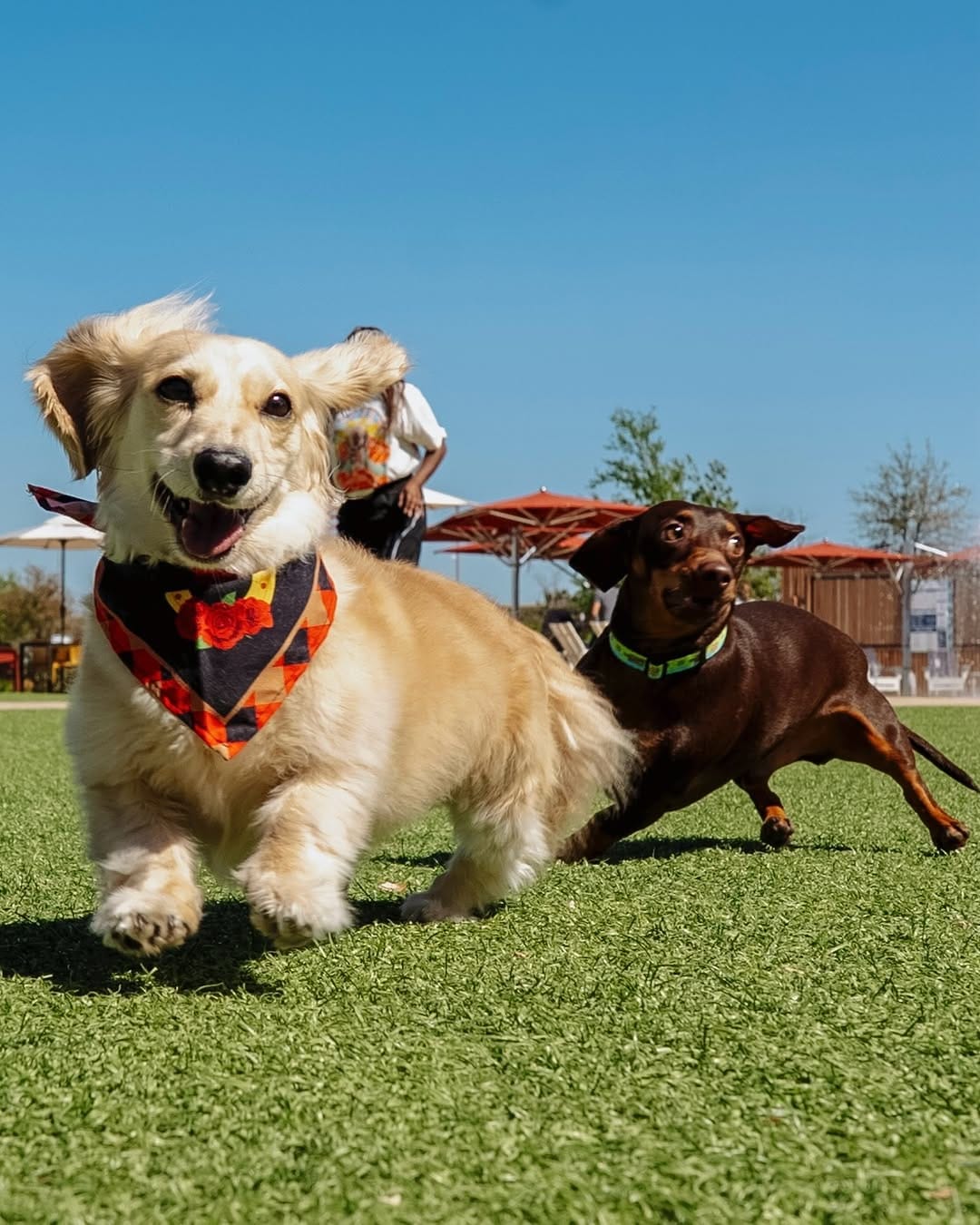 Post 2 by The Dog Guide San Antonio on Instagram (carousel)