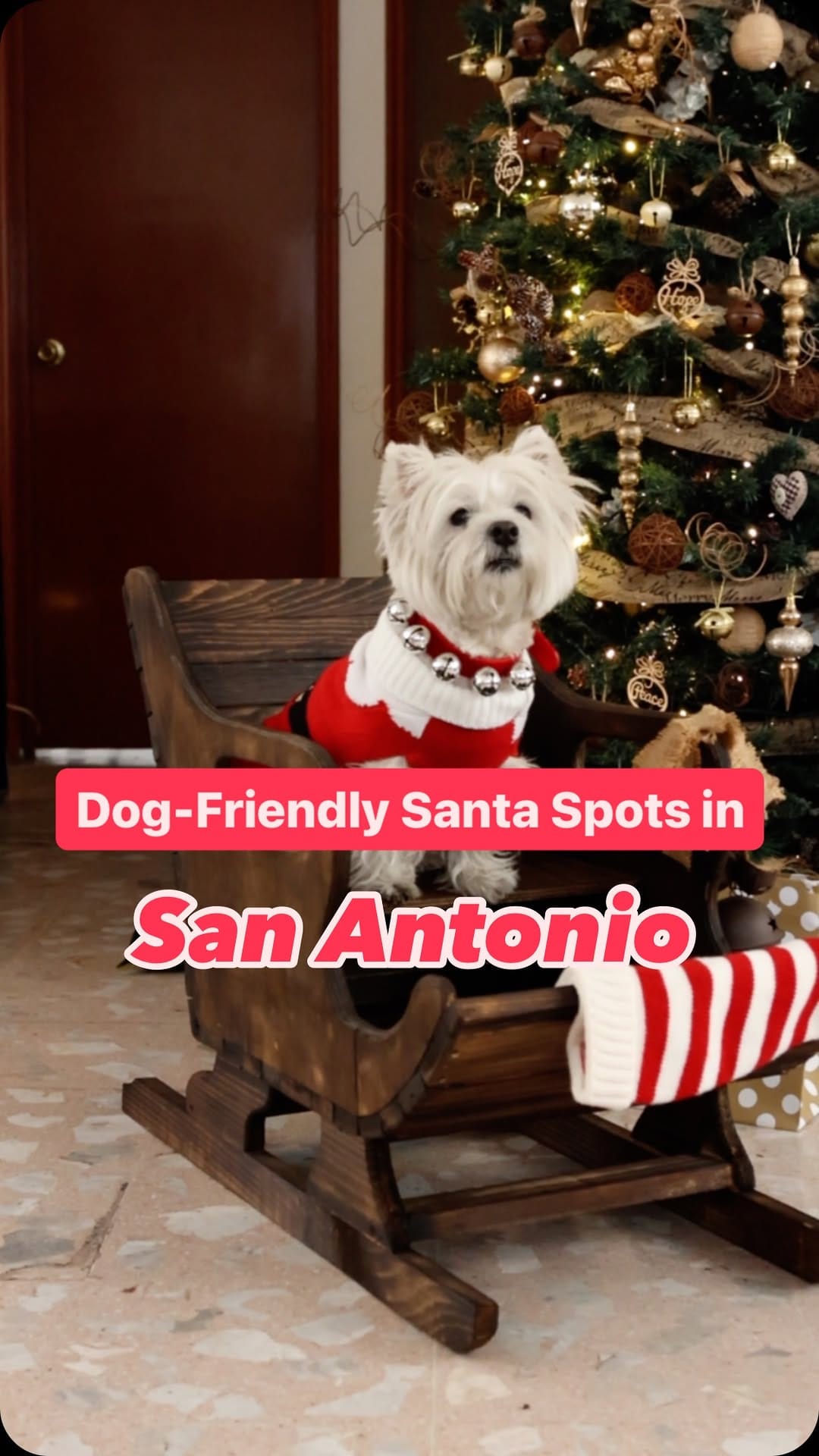 Post 7 by The Dog Guide San Antonio on Instagram (video)