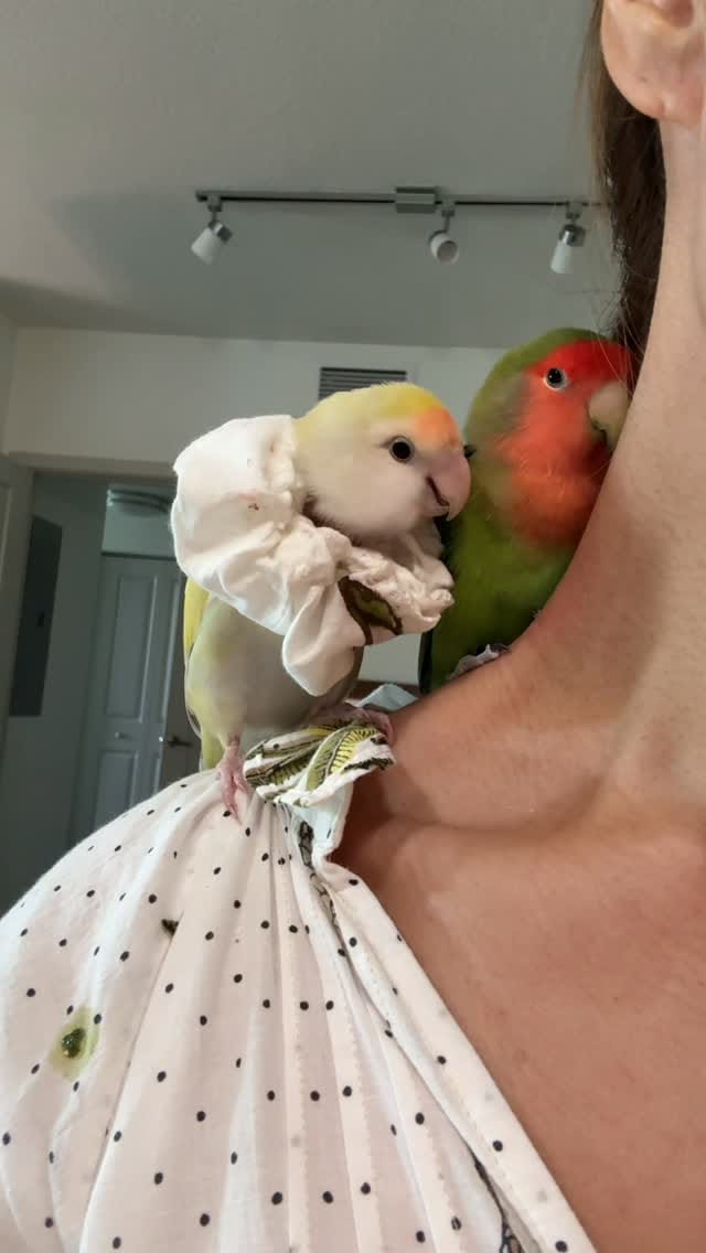 Post 4 by Life with Lovebirds on Instagram (video)
