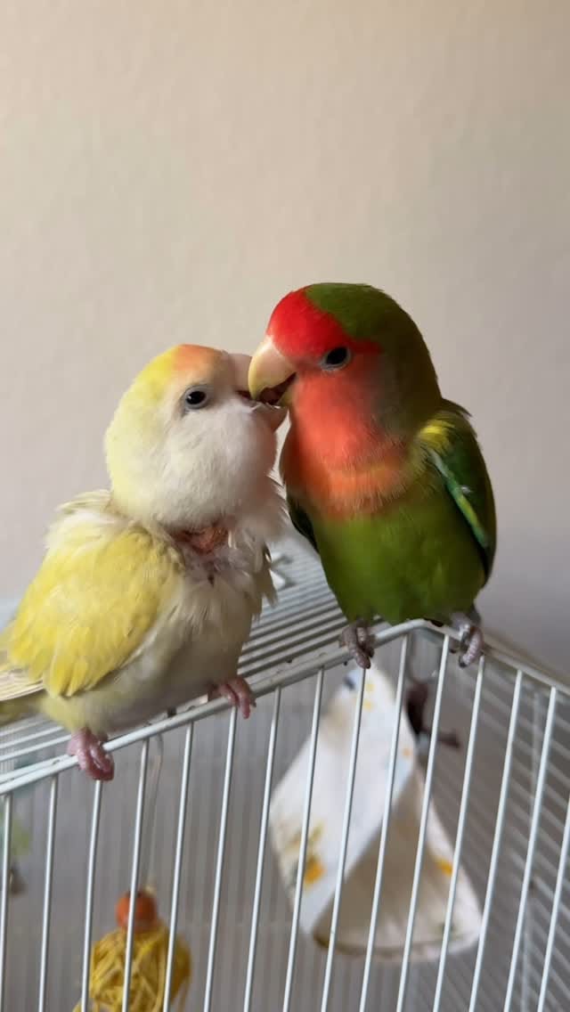 Post 5 by Life with Lovebirds on Instagram (video)
