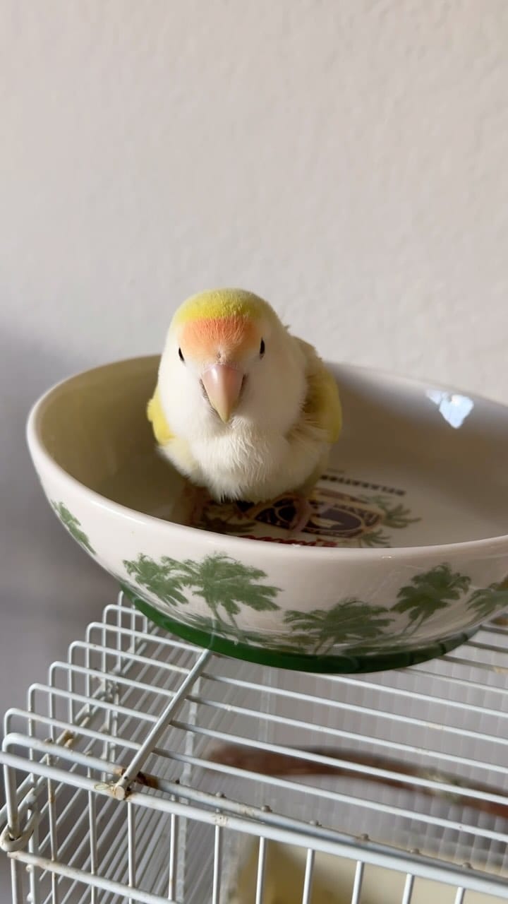 Post 8 by Life with Lovebirds on Instagram (video)