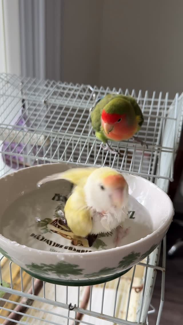Post 2 by Life with Lovebirds on Instagram (video)