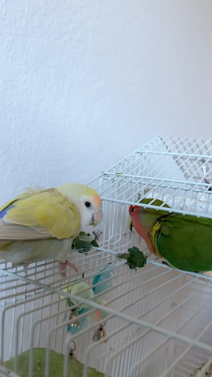 Post 9 by Life with Lovebirds on Instagram (video)