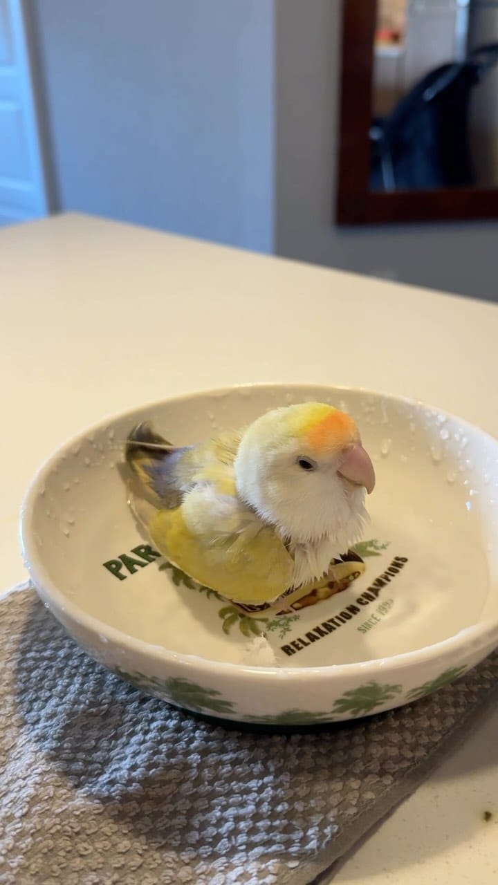 Post 10 by Life with Lovebirds on Instagram (video)
