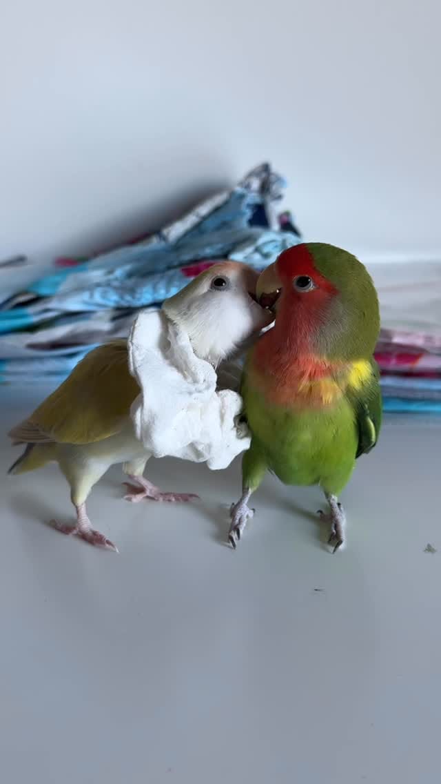 Post 3 by Life with Lovebirds on Instagram (video)
