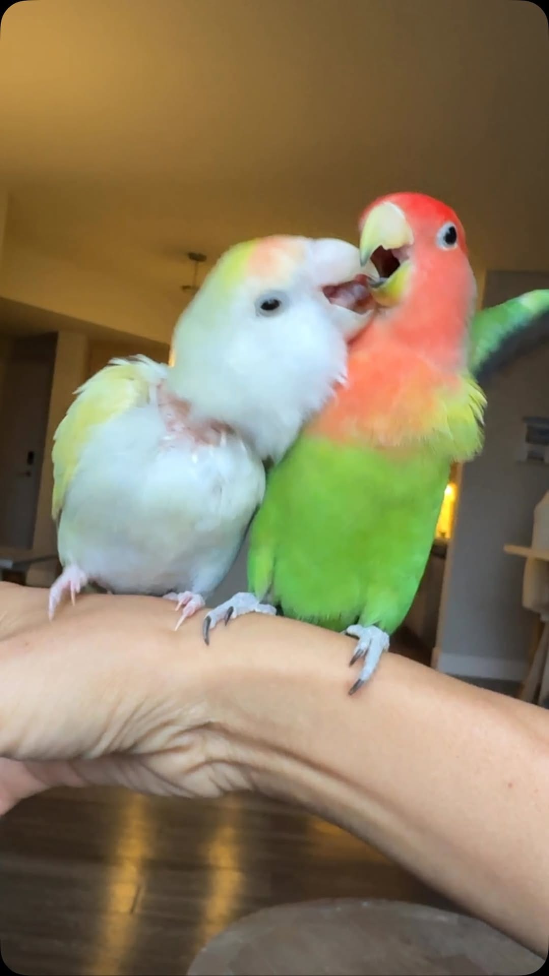 Post 6 by Life with Lovebirds on Instagram (video)