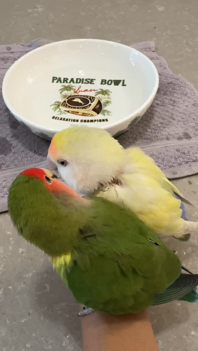 Post 1 by Life with Lovebirds on Instagram (video)