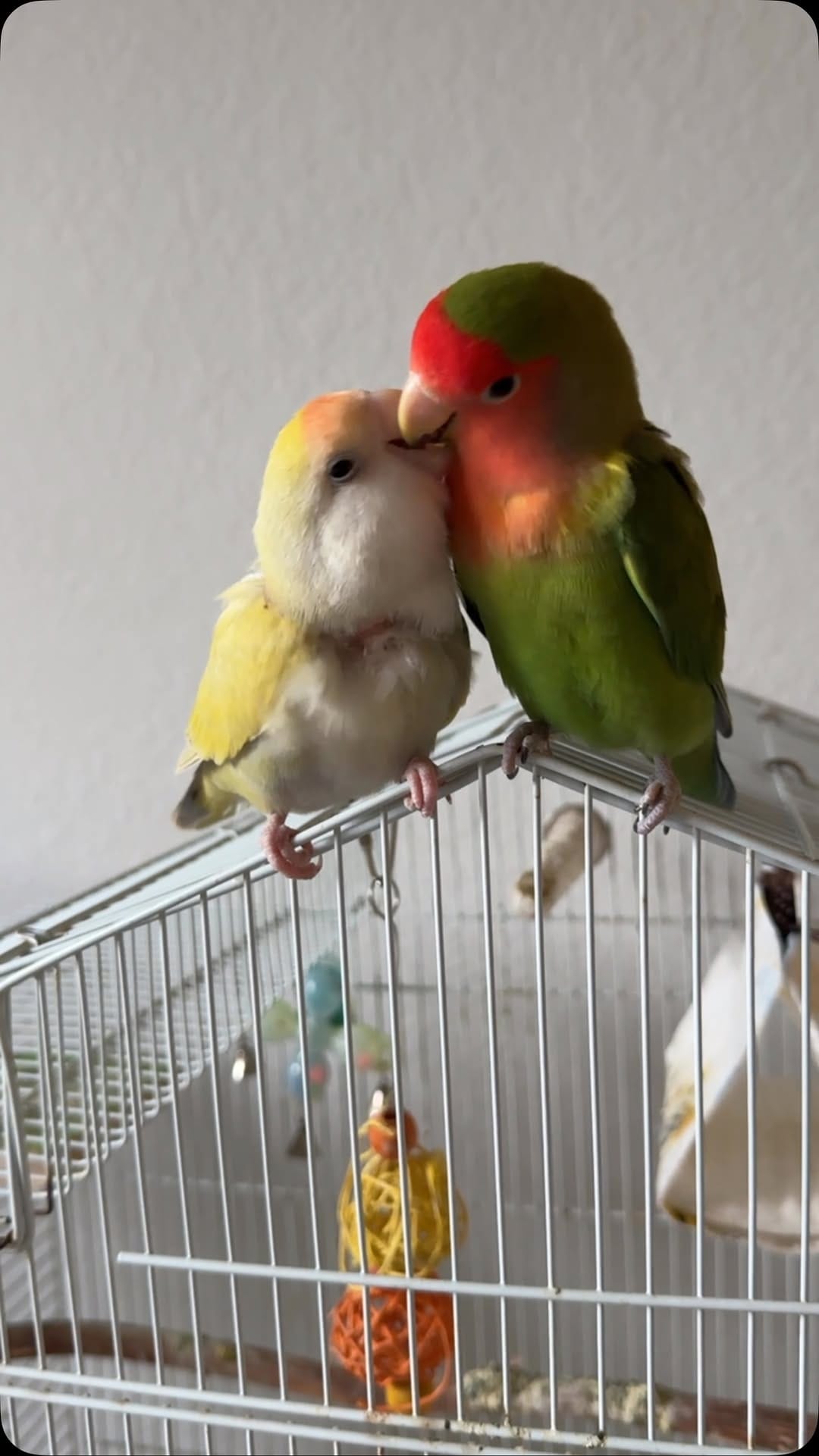 Post 7 by Life with Lovebirds on Instagram (video)