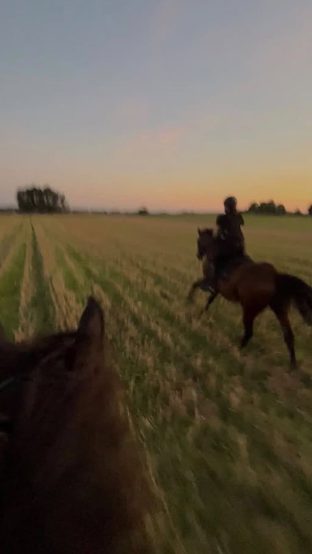 Post 10 by Horse Life Miami on Instagram (video)