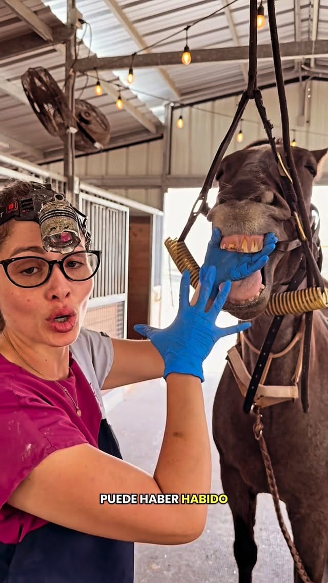 Post 8 by Horse Life Miami on Instagram (video)
