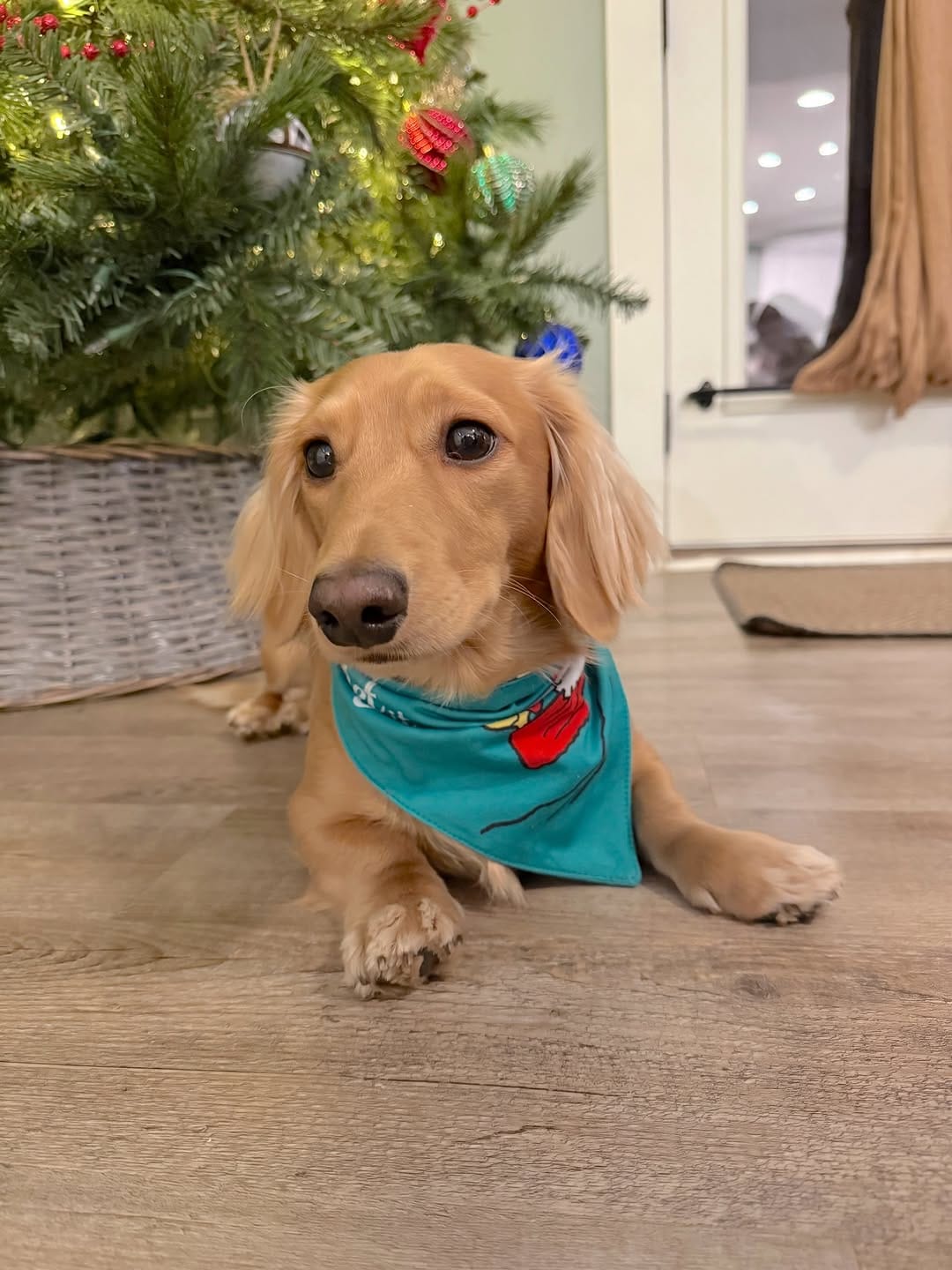 Post 4 by ENZO 🐾 on Instagram (carousel)