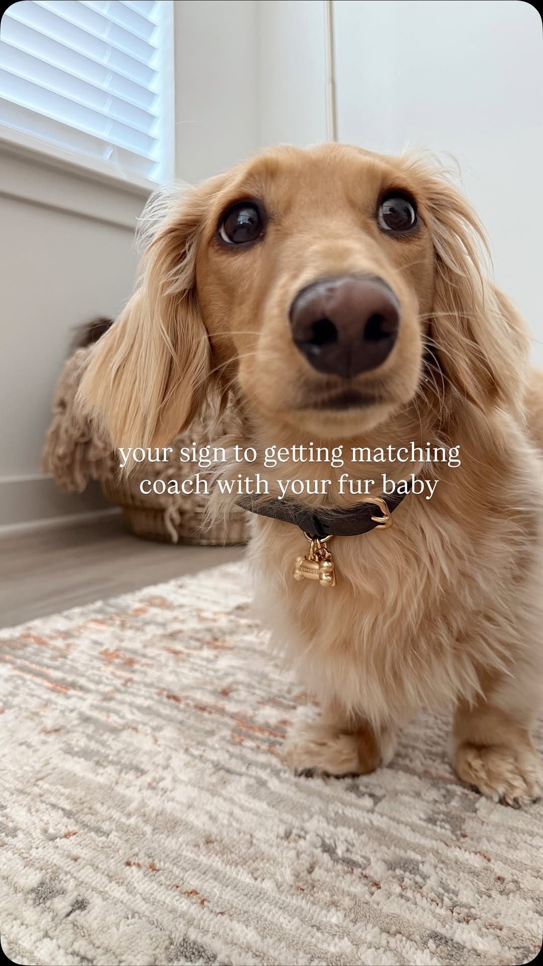 Post 8 by ENZO 🐾 on Instagram (video)