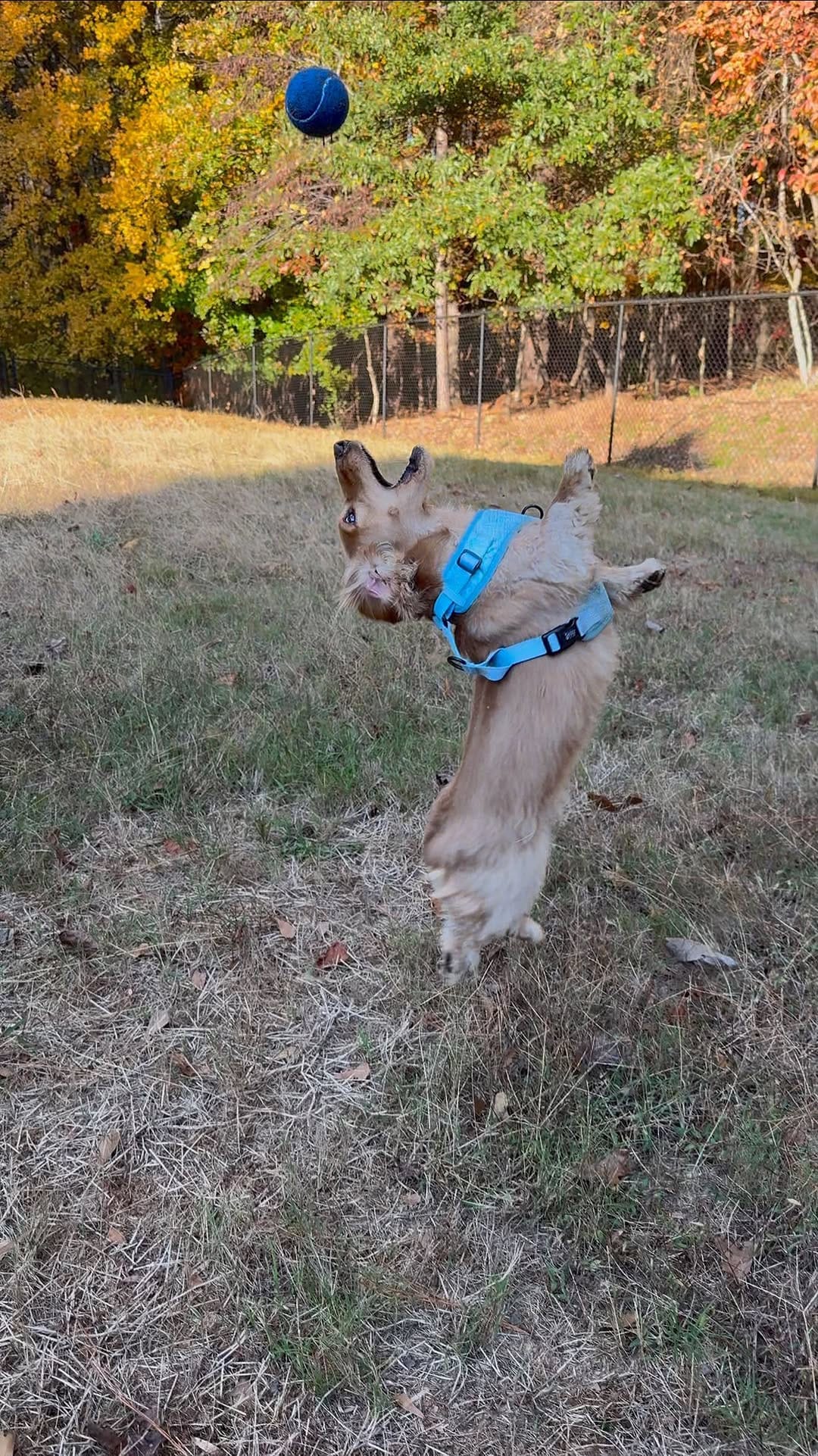 Post 6 by ENZO 🐾 on Instagram (video)