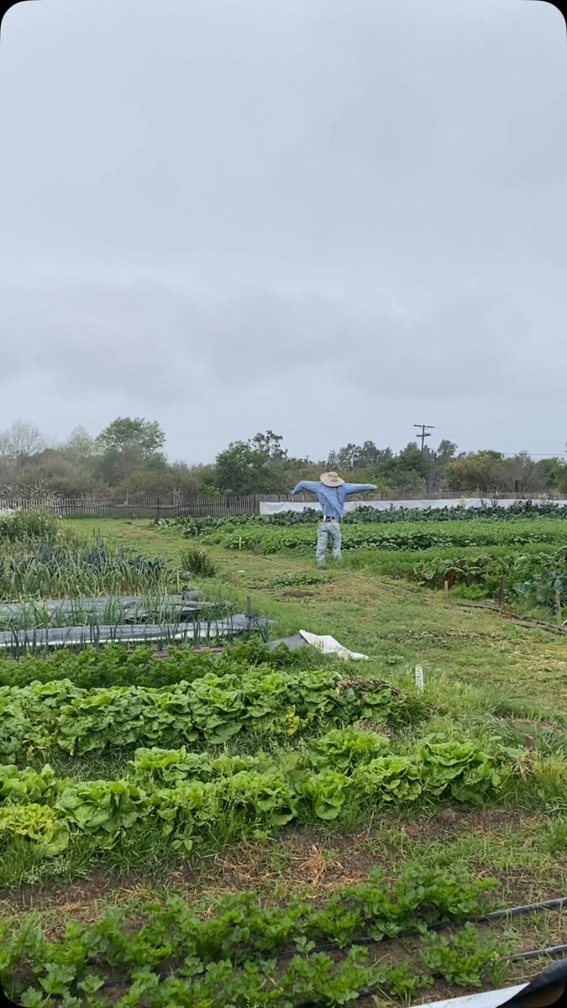 Post 5 by Wild Willow Farm on Instagram (video)