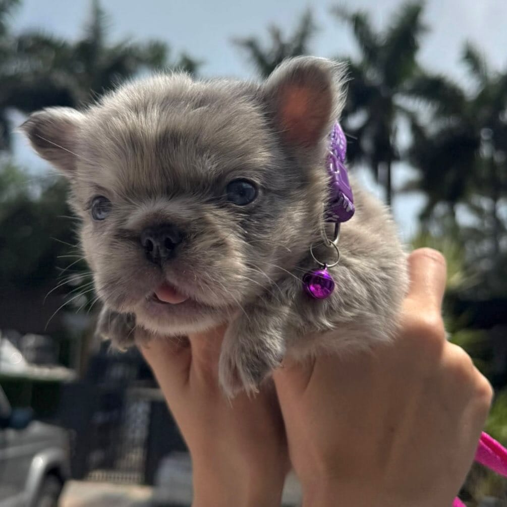 Post 2 by 𝐄𝐭𝐡𝐢𝐜𝐚𝐥 𝐅𝐫𝐞𝐧𝐜𝐡𝐢𝐞 🐾French Bulldog Breeder on Instagram (carousel)