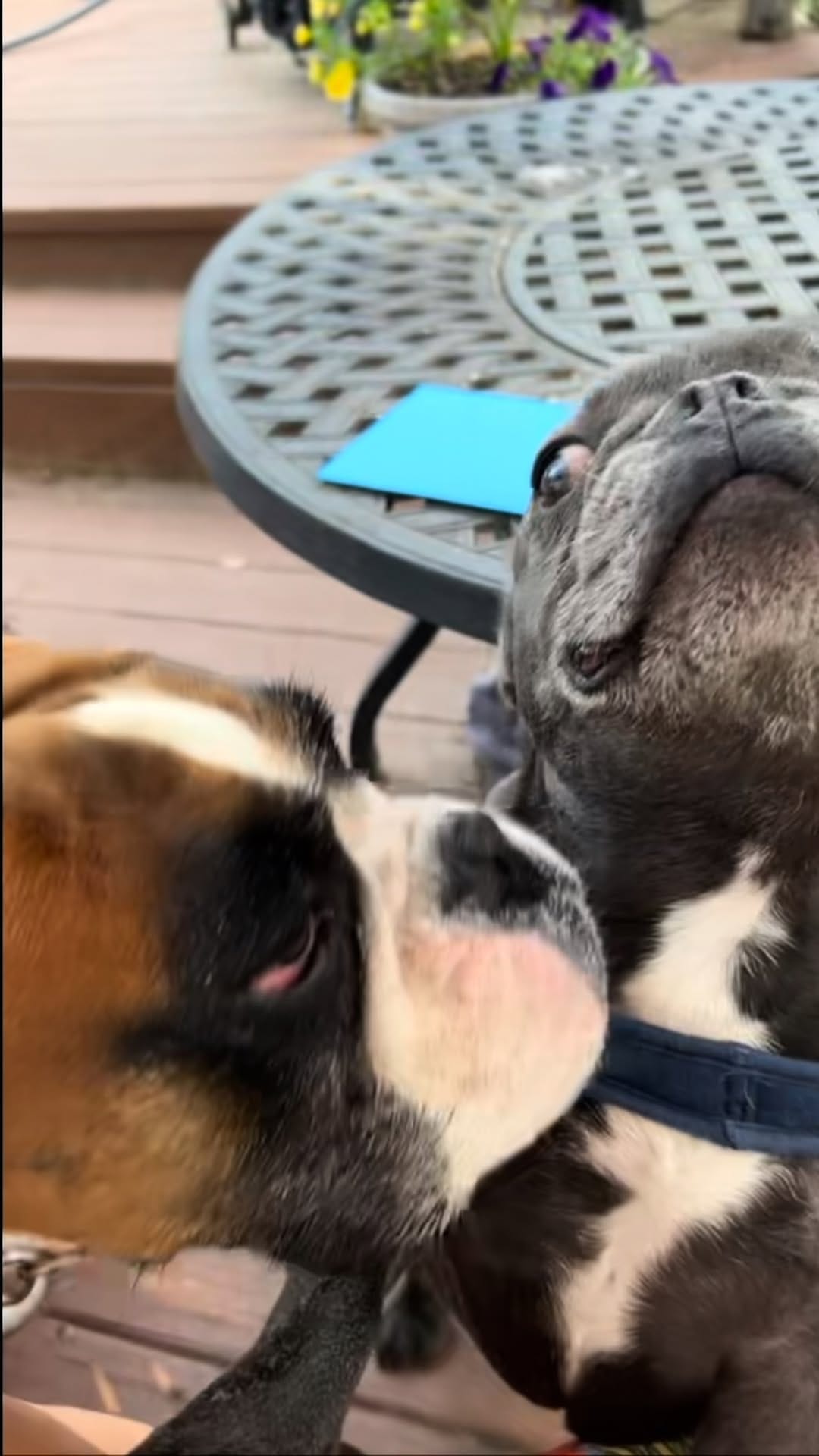 Post 1 by 𝐄𝐭𝐡𝐢𝐜𝐚𝐥 𝐅𝐫𝐞𝐧𝐜𝐡𝐢𝐞 🐾French Bulldog Breeder on Instagram (video)