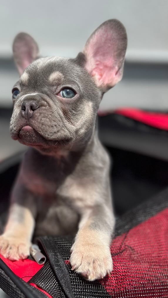 Post 9 by 𝐄𝐭𝐡𝐢𝐜𝐚𝐥 𝐅𝐫𝐞𝐧𝐜𝐡𝐢𝐞 🐾French Bulldog Breeder on Instagram (video)