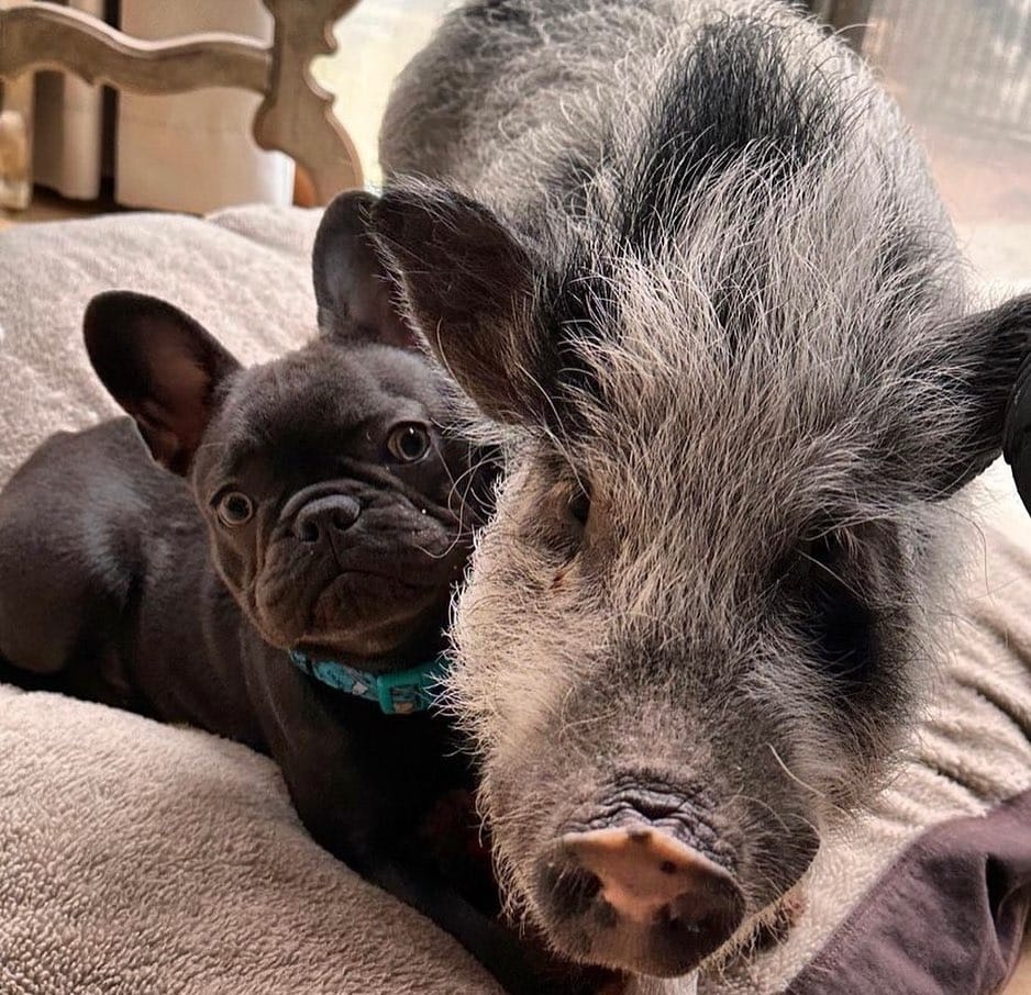 Post 8 by 𝐄𝐭𝐡𝐢𝐜𝐚𝐥 𝐅𝐫𝐞𝐧𝐜𝐡𝐢𝐞 🐾French Bulldog Breeder on Instagram (carousel)