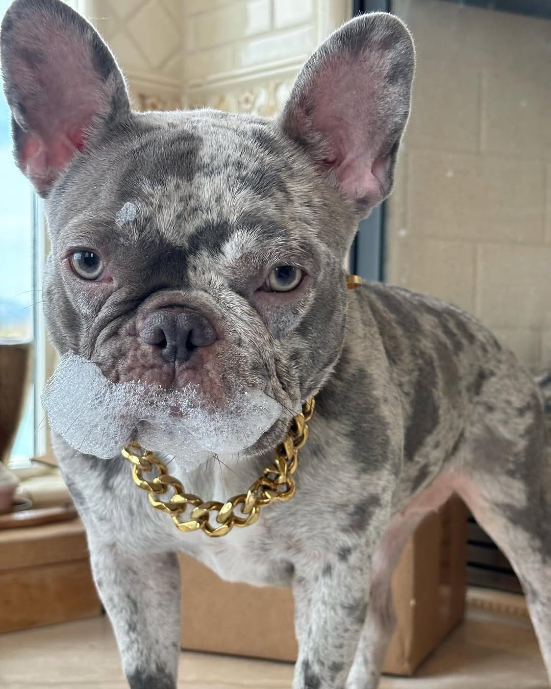 Post 5 by 𝐄𝐭𝐡𝐢𝐜𝐚𝐥 𝐅𝐫𝐞𝐧𝐜𝐡𝐢𝐞 🐾French Bulldog Breeder on Instagram (image)