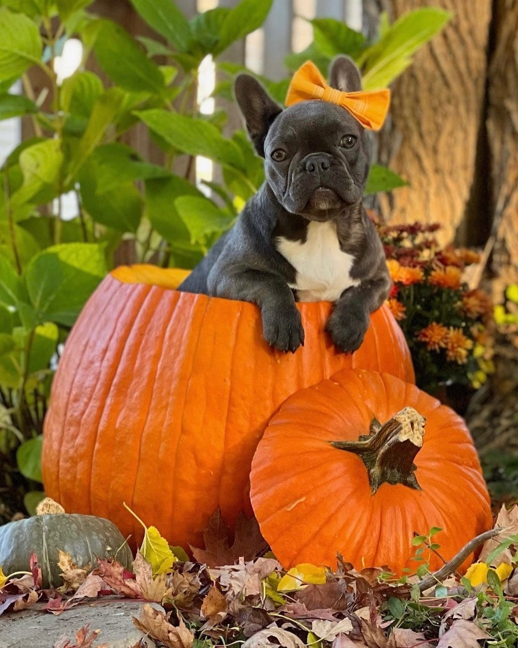Post 10 by 𝐄𝐭𝐡𝐢𝐜𝐚𝐥 𝐅𝐫𝐞𝐧𝐜𝐡𝐢𝐞 🐾French Bulldog Breeder on Instagram (image)