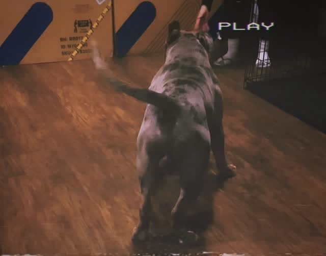 Post 7 by Jeremy Dunn on Instagram (video)