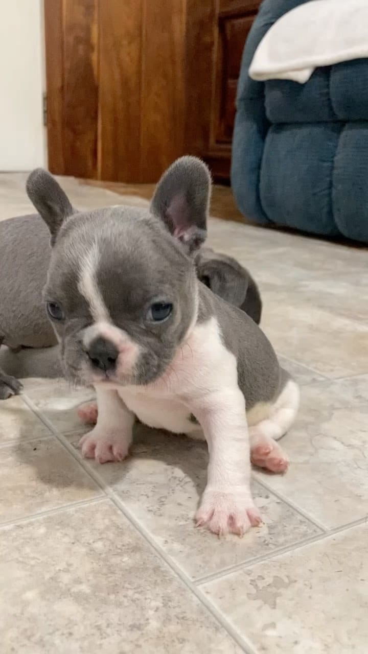 Post 10 by South Prairie Frenchies on Instagram (video)
