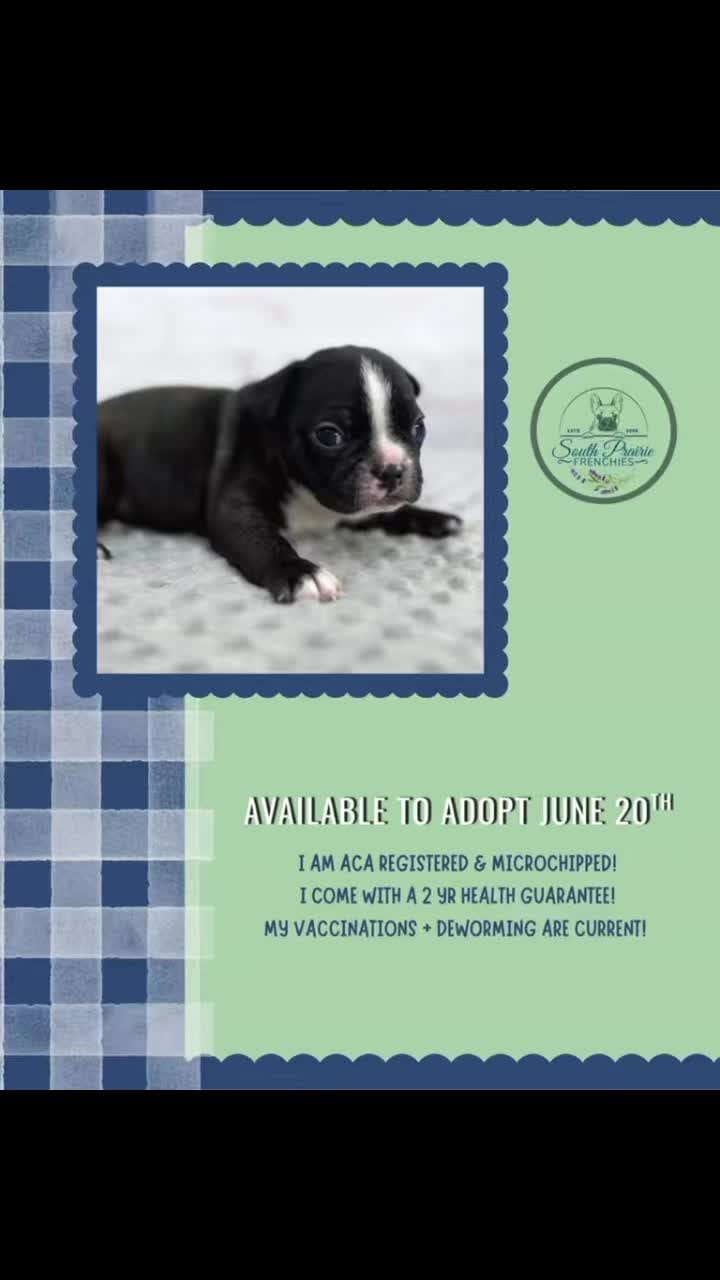 Post 6 by South Prairie Frenchies on Instagram (video)