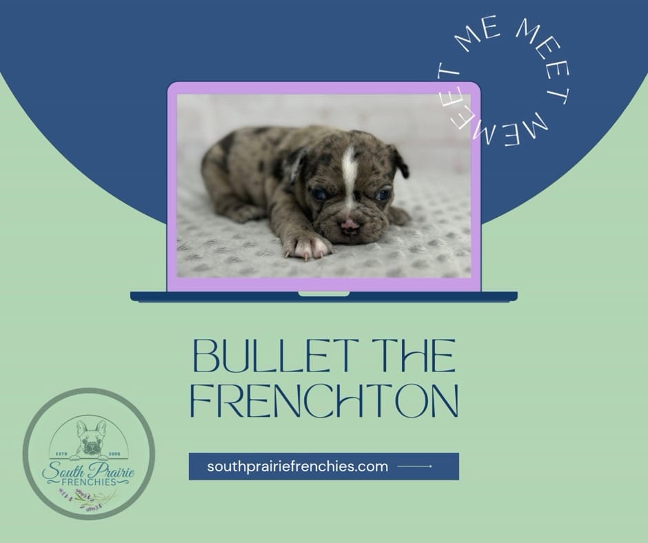 Post 7 by South Prairie Frenchies on Instagram (video)