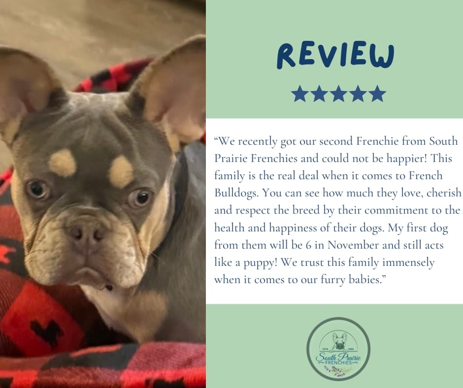 Post 9 by South Prairie Frenchies on Instagram (image)