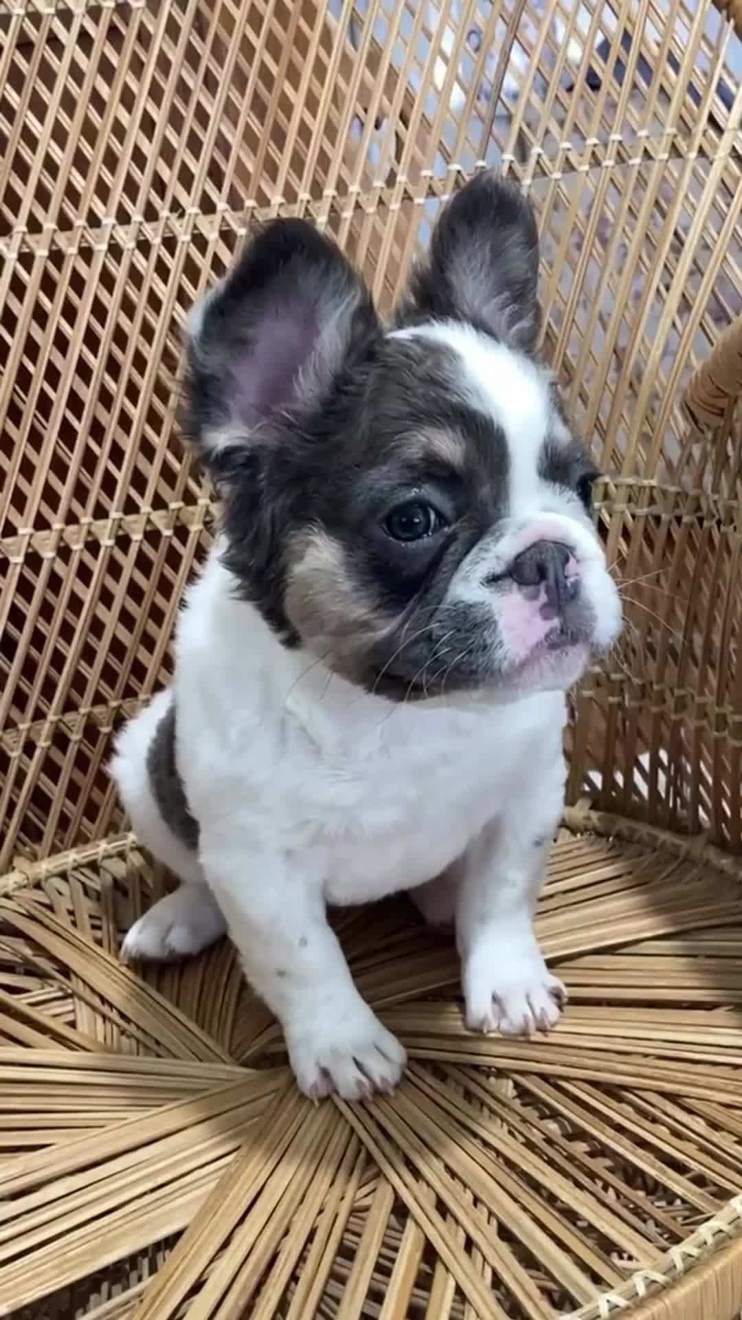Post 5 by South Prairie Frenchies on Instagram (video)