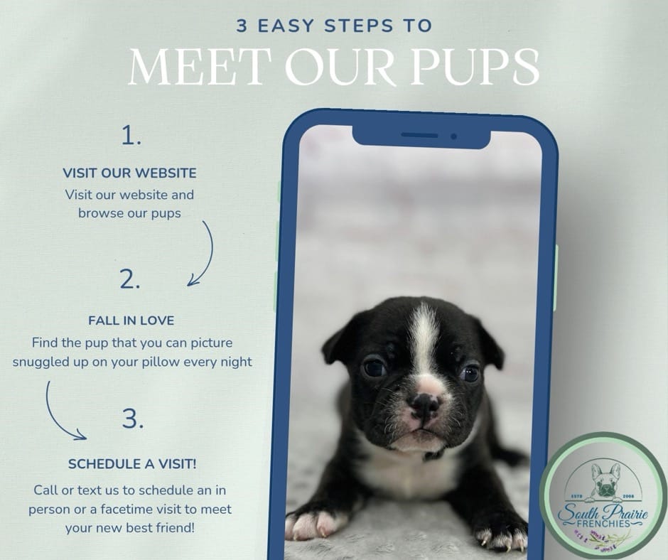 Post 3 by South Prairie Frenchies on Instagram (video)