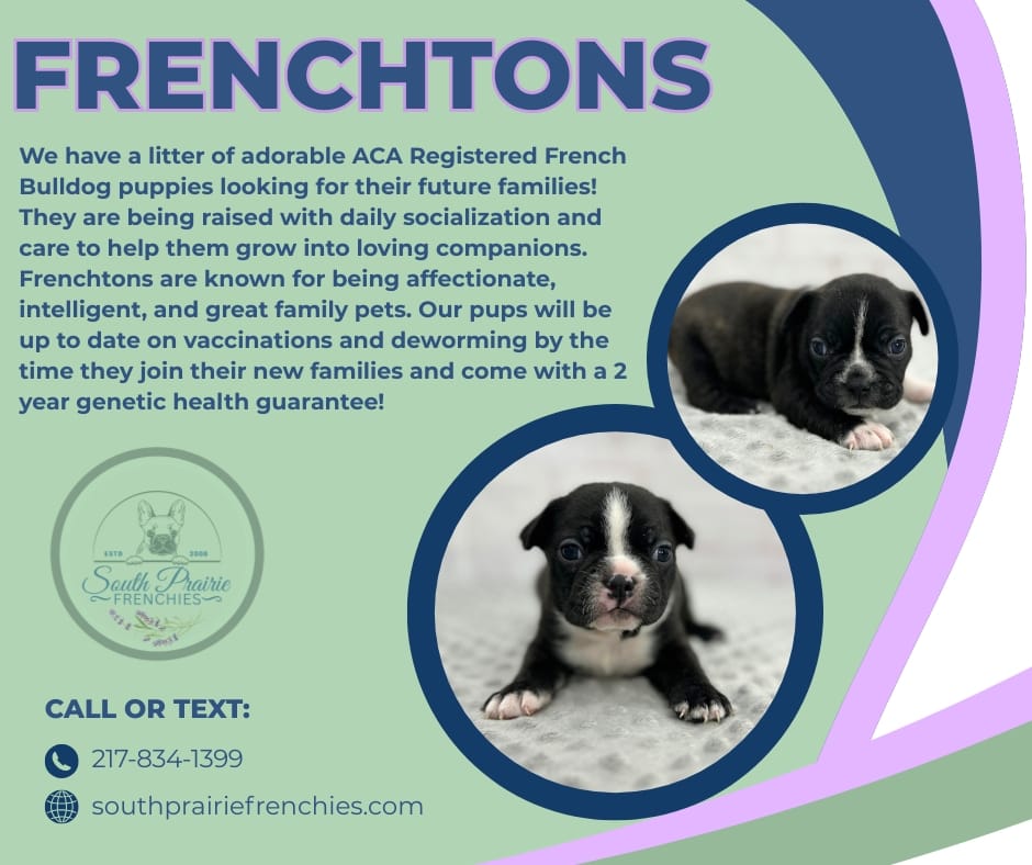 Post 8 by South Prairie Frenchies on Instagram (image)