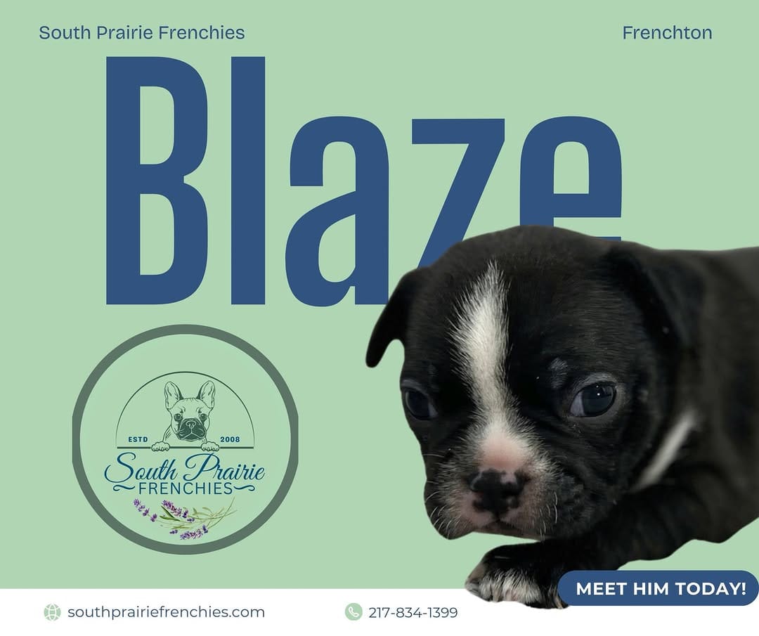 Post 1 by South Prairie Frenchies on Instagram (video)