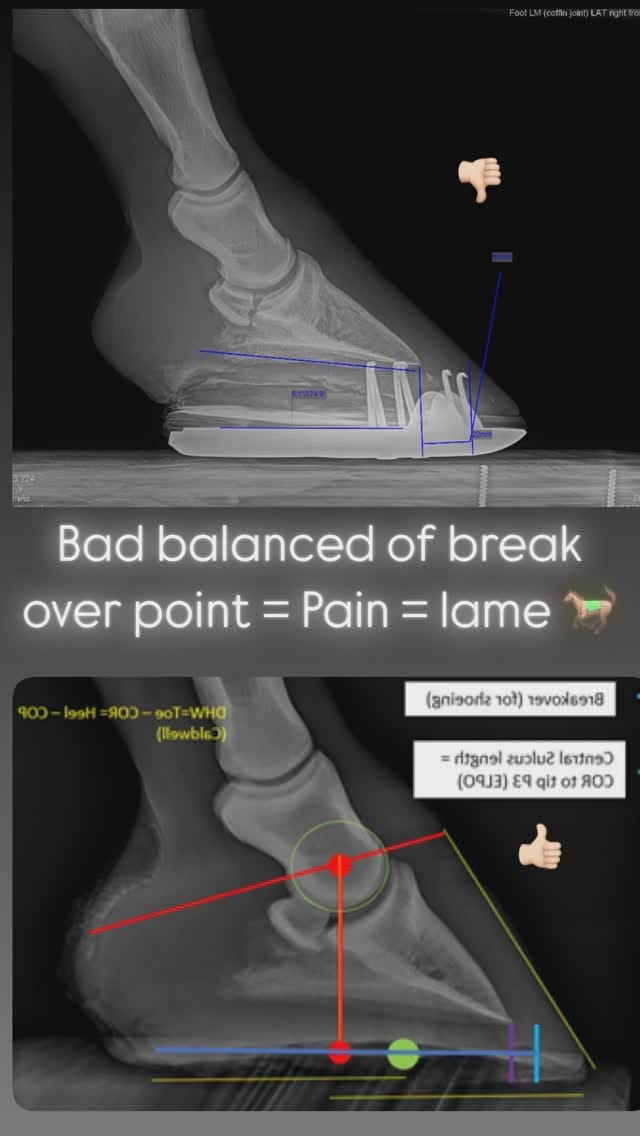 Post 9 by Dr. Marcos Würschmidt PhD on Instagram (video)