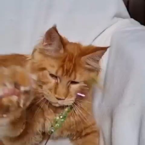 Post 2 by 🐾 Питомник Мейн-Кунов 🐾 on Instagram (video)