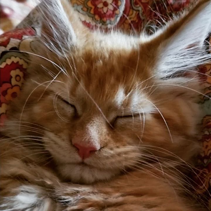 Post 4 by 🐾 Питомник Мейн-Кунов 🐾 on Instagram (video)