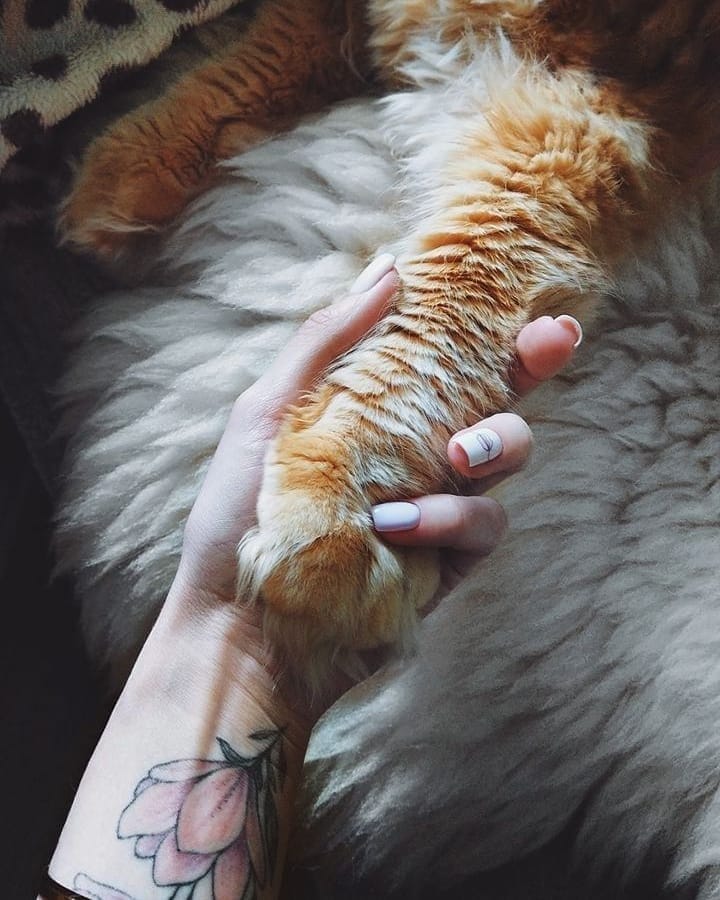 Post 6 by 🐾 Питомник Мейн-Кунов 🐾 on Instagram (image)
