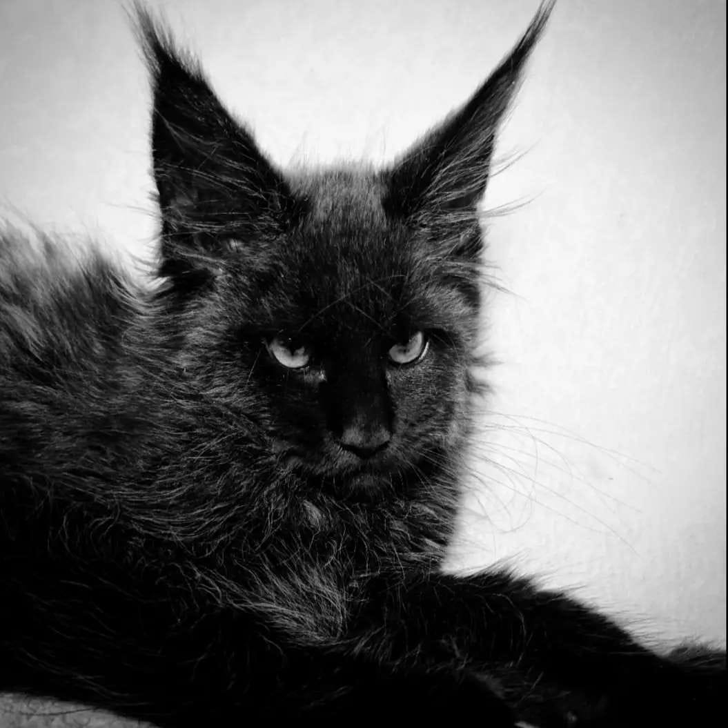 Post 3 by 🐾 Питомник Мейн-Кунов 🐾 on Instagram (image)
