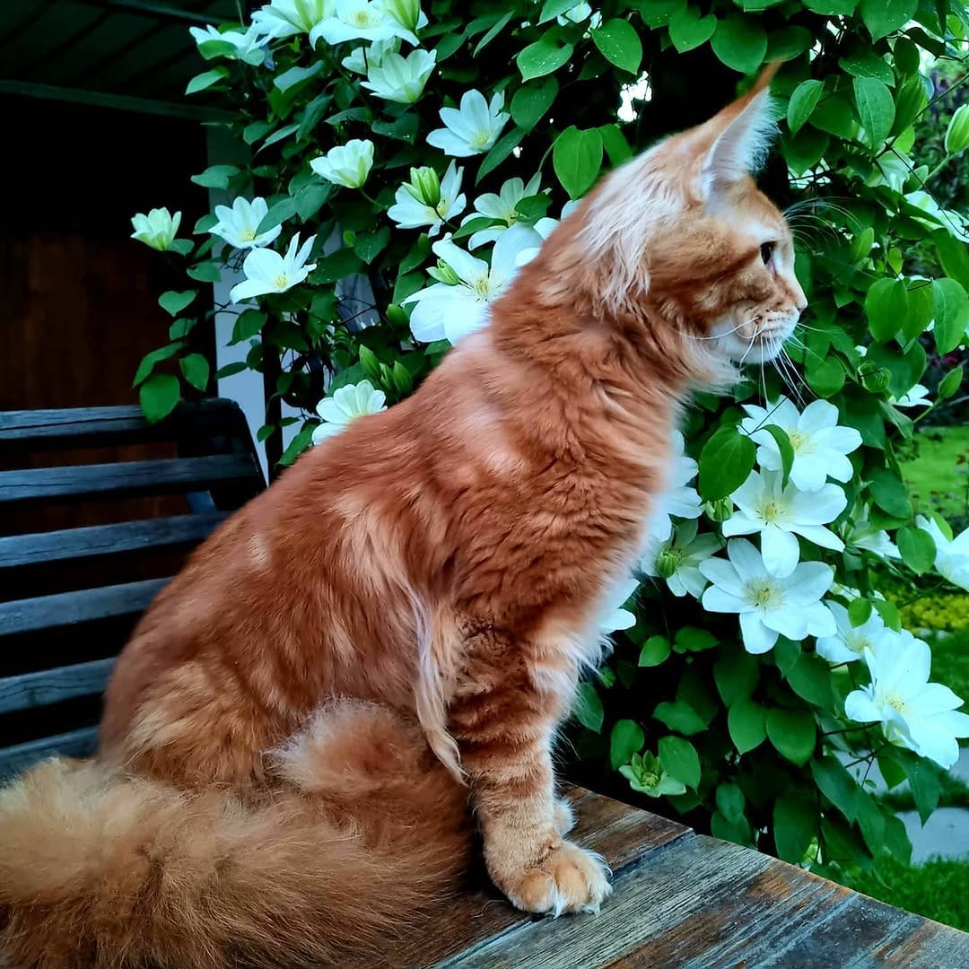 Post 5 by 🐾 Питомник Мейн-Кунов 🐾 on Instagram (image)