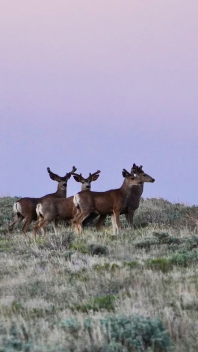 Post 2 by Travis Shoell on Instagram (video)