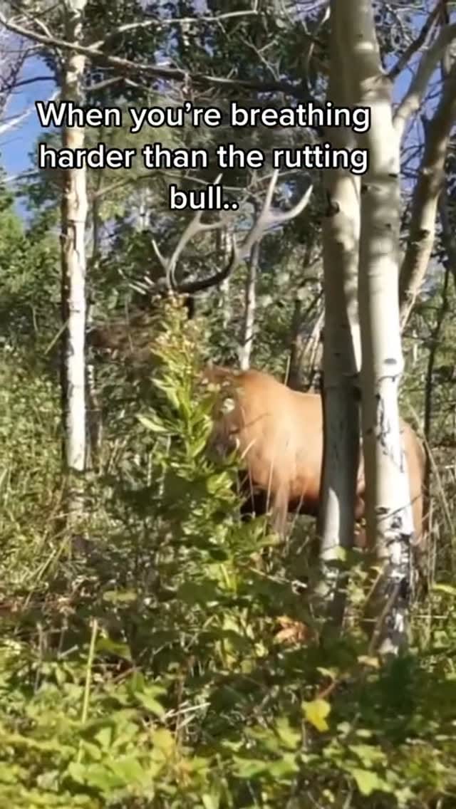 Post 1 by Travis Shoell on Instagram (video)