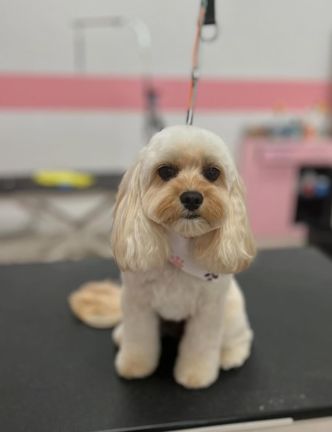 Post 2 by Happy Pup Spa Chamblee on Instagram (image)