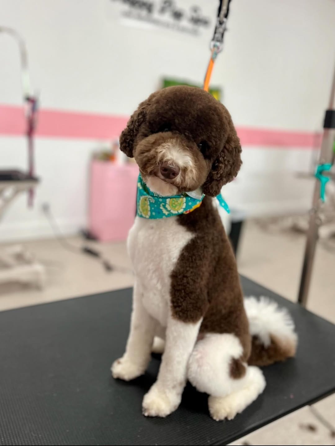 Post 8 by Happy Pup Spa Chamblee on Instagram (image)