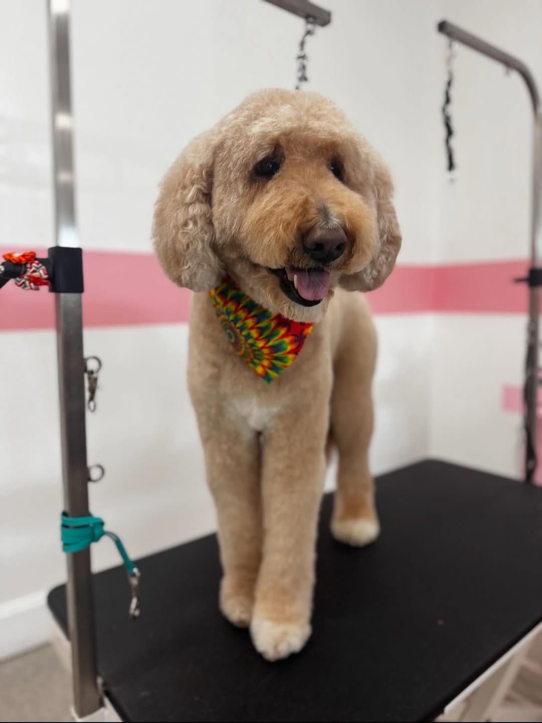 Post 4 by Happy Pup Spa Chamblee on Instagram (image)