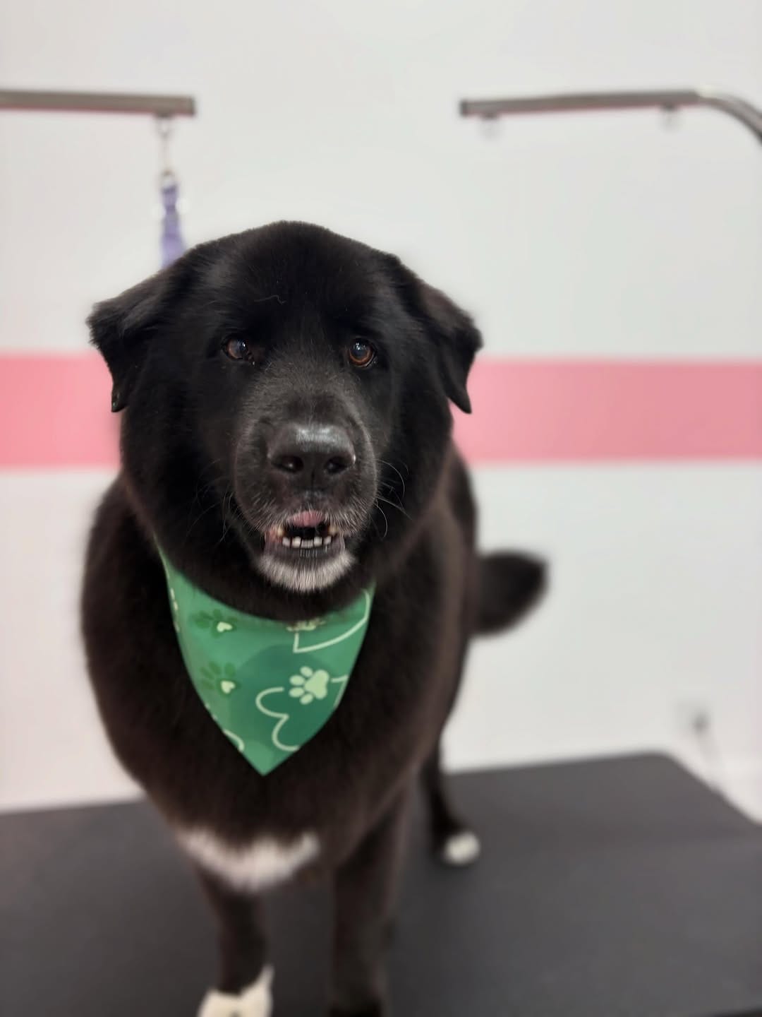 Post 6 by Happy Pup Spa Chamblee on Instagram (image)