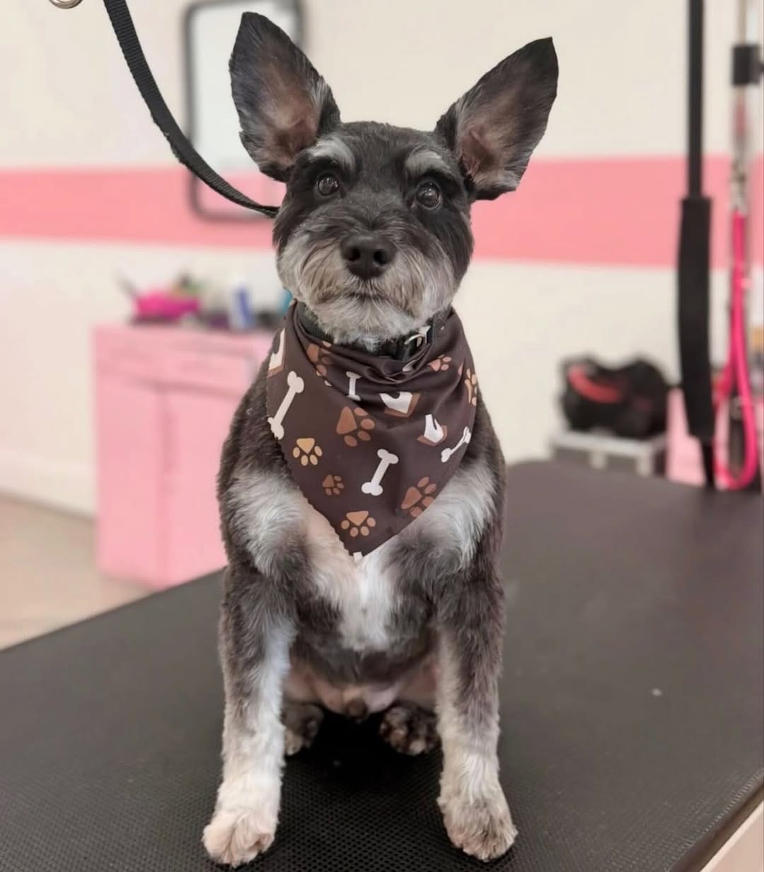 Post 5 by Happy Pup Spa Chamblee on Instagram (image)