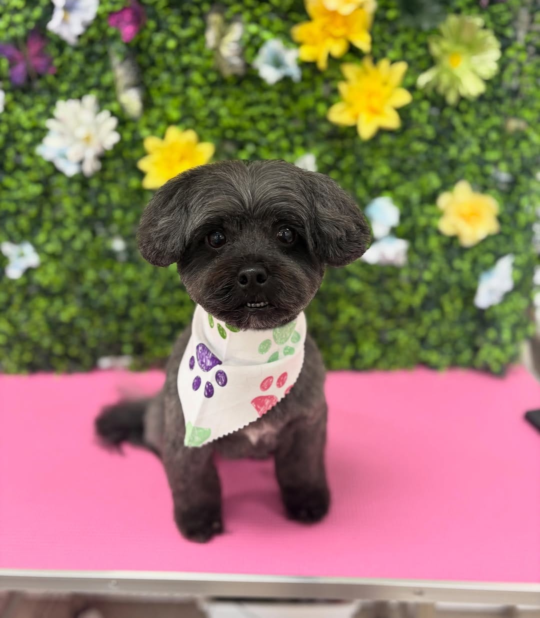 Post 3 by Happy Pup Spa Chamblee on Instagram (image)