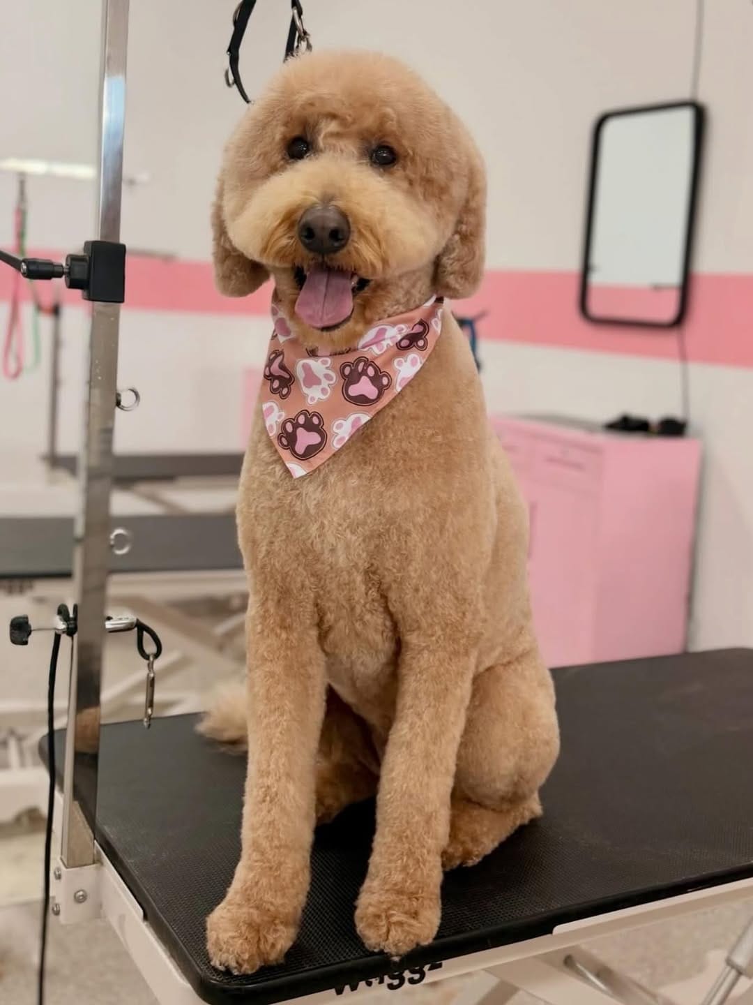 Post 7 by Happy Pup Spa Chamblee on Instagram (image)