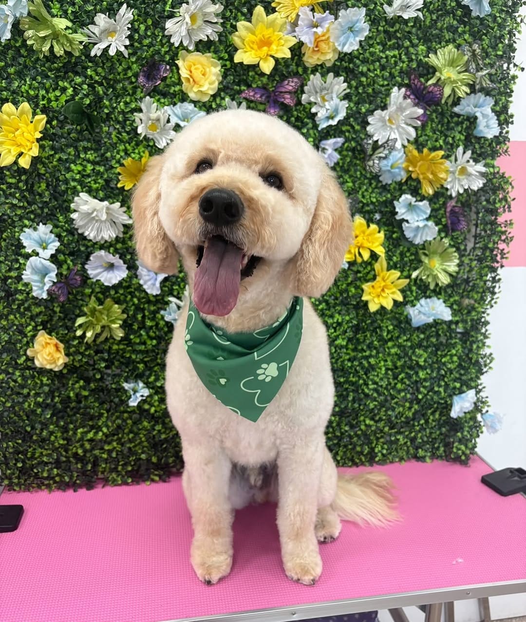 Post 1 by Happy Pup Spa Chamblee on Instagram (image)