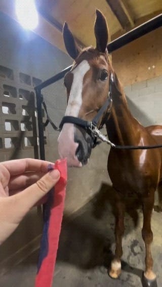 Post 4 by Horse rider community🇺🇸🇺🇸🇺🇸 on Instagram (video)